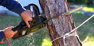 Best Hedge Trimming  in Herald, CA