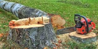 Best Tree Removal  in Herald, CA