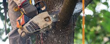 Best Stump Grinding and Removal  in Herald, CA