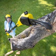 Best Tree Preservation Services  in Herald, CA