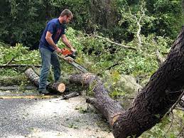 Best Fruit Tree Pruning  in Herald, CA