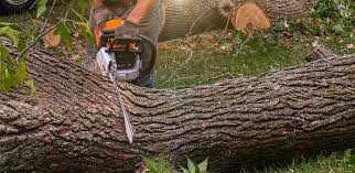 Landscape Design and Installation in Herald, CA