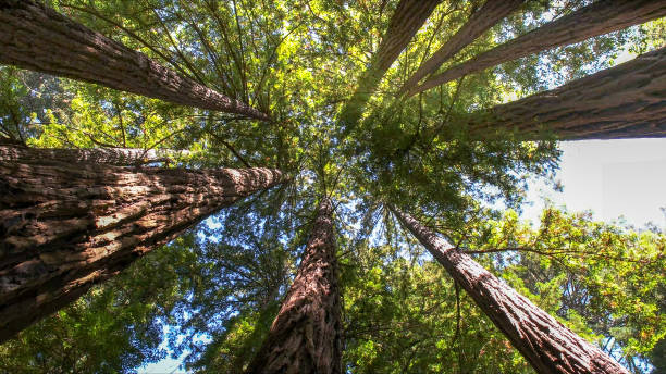 Reliable Herald, CA Tree Services Solutions