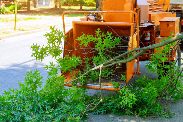 How Our Tree Care Process Works  in  Herald, CA
