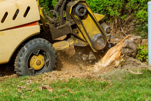 Best Tree Cabling and Bracing  in Herald, CA