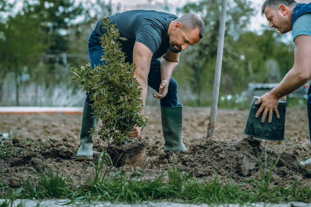 Best Tree Disease Treatment  in Herald, CA