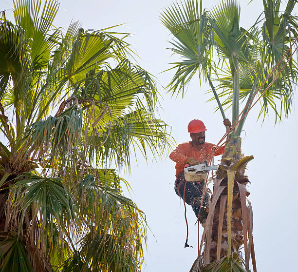 Best Storm Damage Tree Cleanup  in Herald, CA